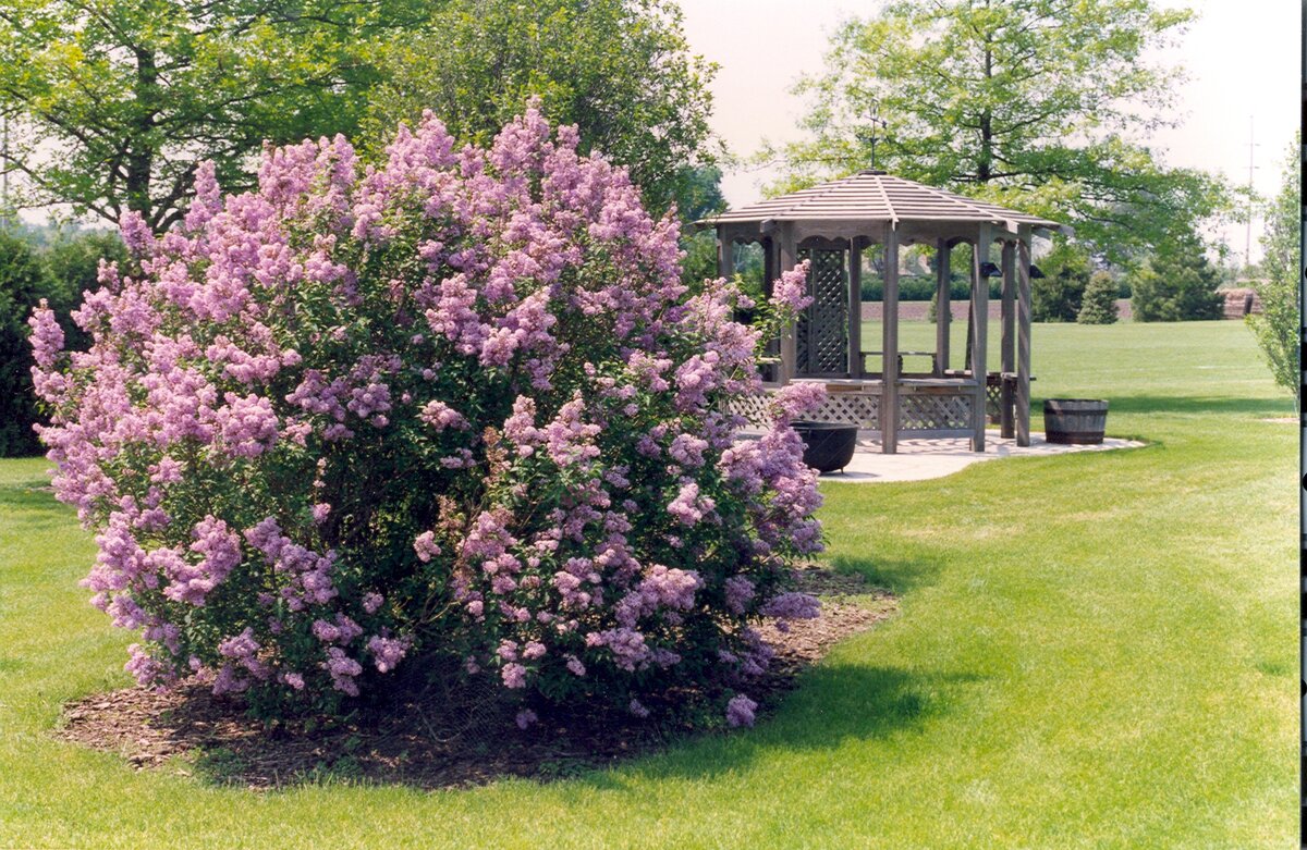 Сирень Мейера Палибин. Сирень Палибин. Сирень meyeri Palibin. Сирень Мейера (Syringa meyeri `Palibin`).