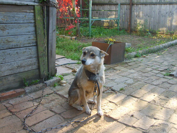 Рада. Фото автора.