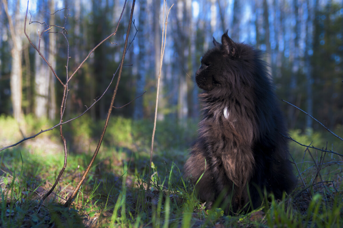 гуляем по лесу