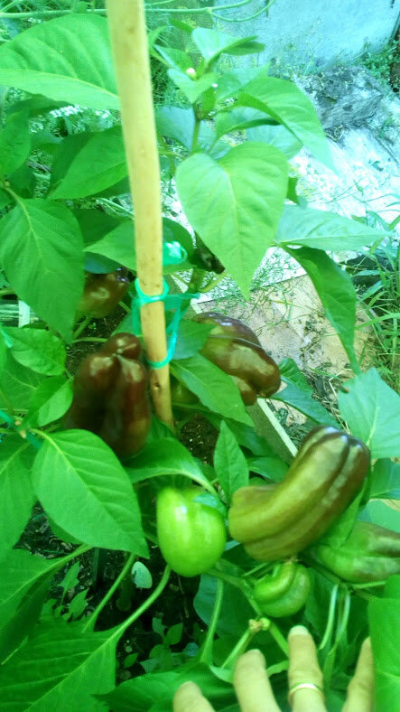 Пятница 6 июля.