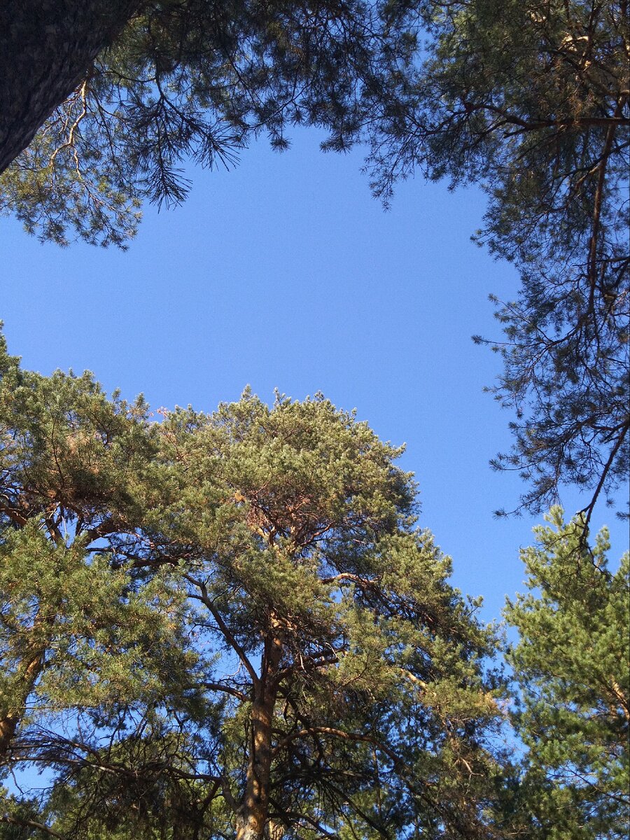 Лес в октябре