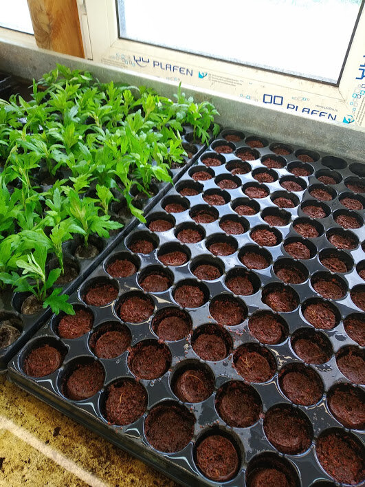 Черенки хризантем