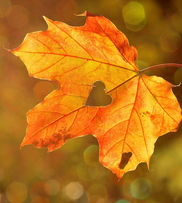 https://pixabay.com/photos/heart-sweetheart-leaf-autumn-maple-1776746/