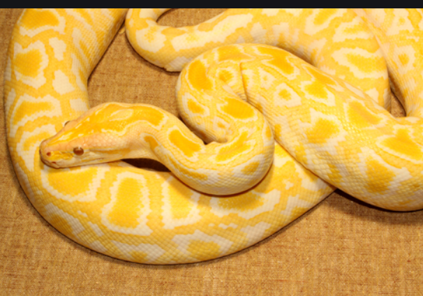 фото gup.ua/rent/tigrovyj-piton-al-binos-xdw