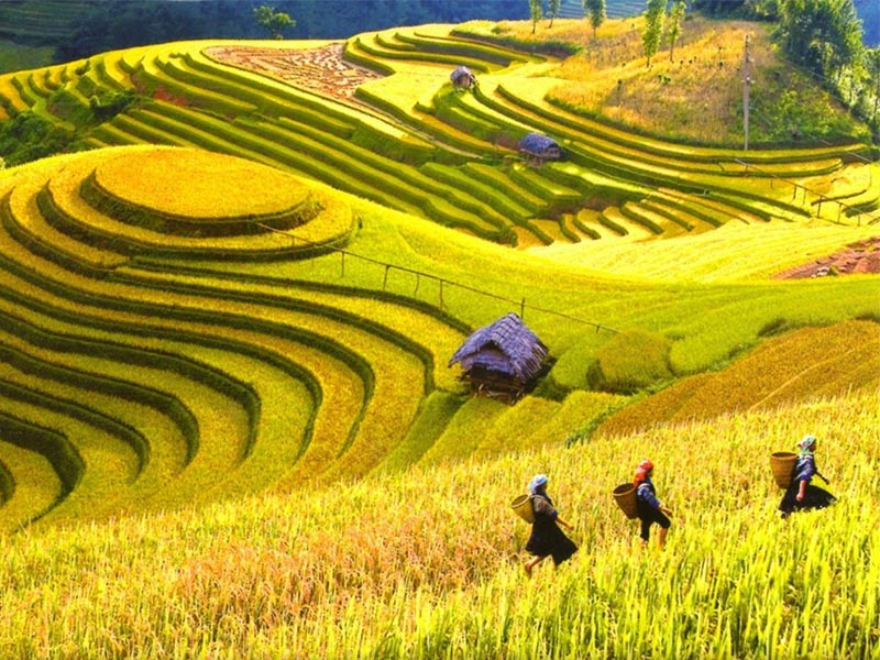 Зеленая Революция | Сельское хозяйство | Дзен