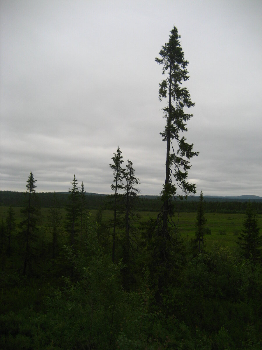 Лесотундра, Кольский полуостров... Фото Артюхова Д.