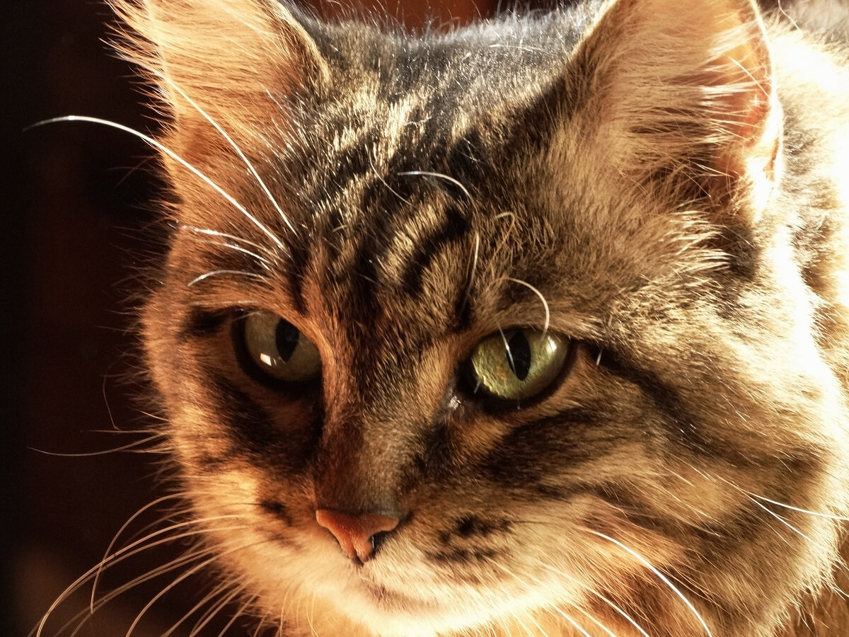 веселое утро. котик добро пожаловать с отпуска. доброкот. добрый кот. добрый кот видео.