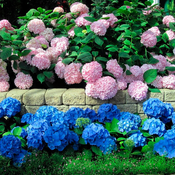 Гортензии. Психология цвета