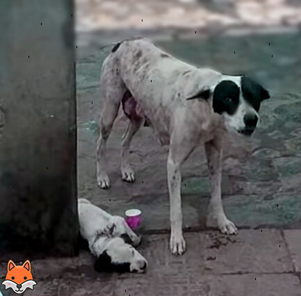 Мать и ее щенок.