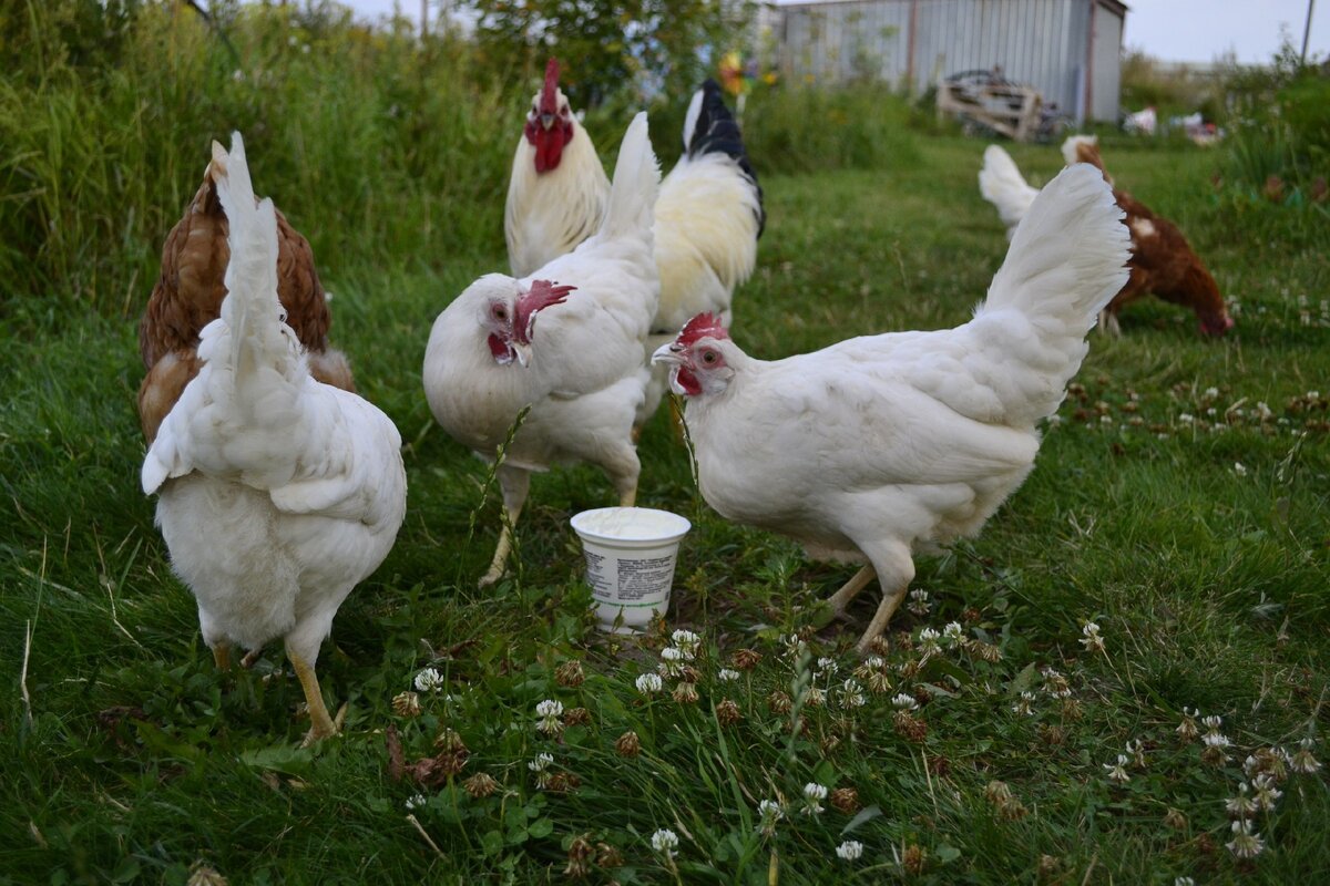 Идет прием лекарства