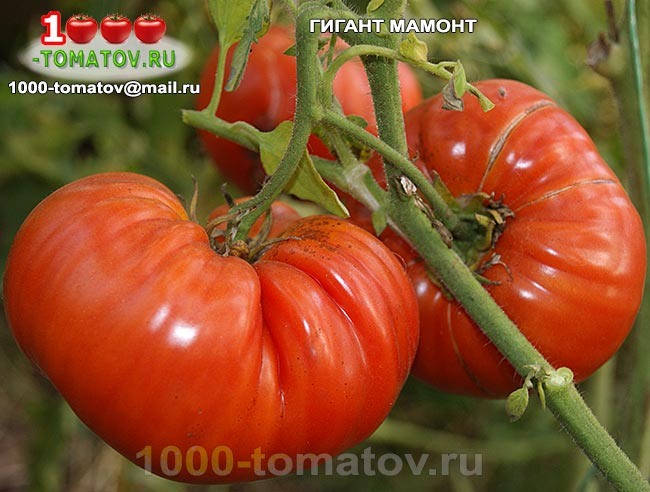 томат ГИГАНТ-МАМОНТ фото 1