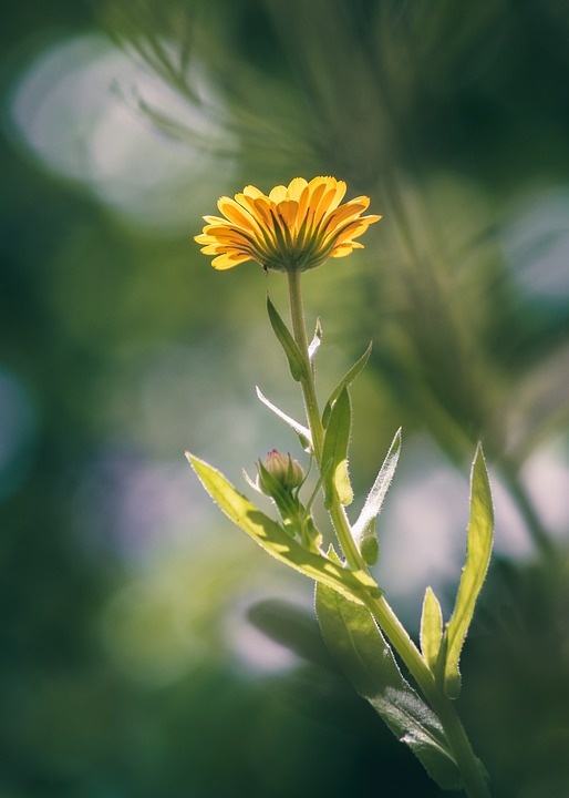 https://cdn.pixabay.com/photo/2018/07/08/14/19/marigold-3524000_960_720.jpg