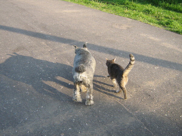  Эта   моя любимая  фотка.. Луна и Блэкки.. Луна собак не боялась.. Она вообще  никого не боялась.  И всегда ходила с нами на прогулку. Холли, Блэкки  и ЛУна. ЛУнка   всегда   в Питере   отправшивалась на улицу одна - делала там сови неотложные дела, а потом ждала нас под-машиной..  Когда мы выходили, она всегда к нами присоединялась, вызывая вопросы  и возгласы заинтересованного удивления..
-Это Ваше стадо? - Моё.  - И что, кошка тоже Ваша?  - тоже моя..  - Вот это да!!!
На этой  фотографии  ЛУна   идет с Блэкки боевым шагом, а Холли  молодая еще - где-то там  сзади  тащится, я не  помню.. Мне очень понравилась  боевая походка   Лунки,   и вот теперь  нету ни той, ни той, а  на фотографии -  вот они...
 