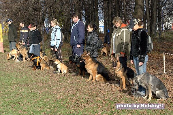 занятия с собаками в группах. окд для собак. занятия с собаками в группах. собака выполняет команды. разные собаки.