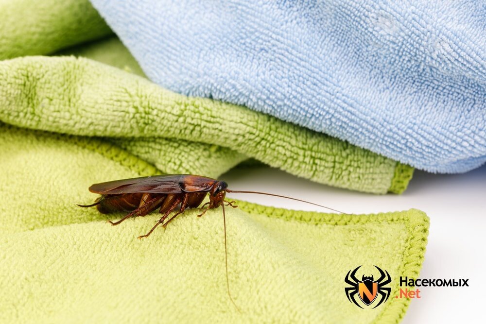 Таракан на постели