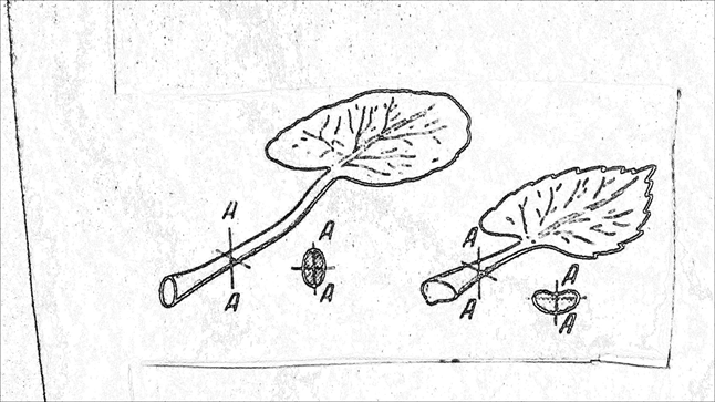 Осиновый лист слева на картинке, а березовый справа