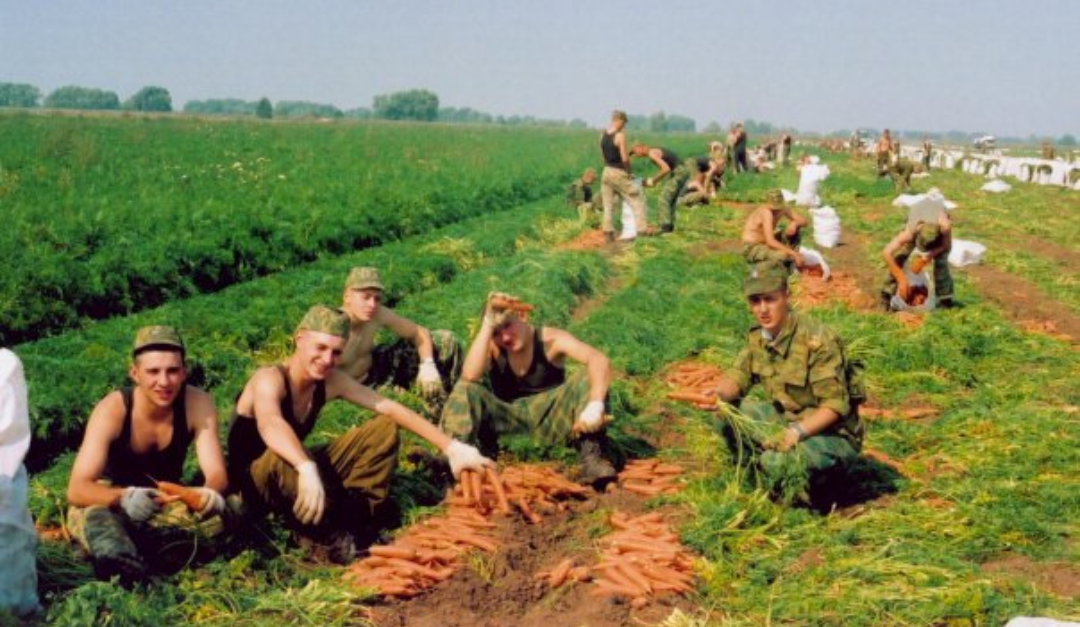 Урожай моркови. Сортировка. 