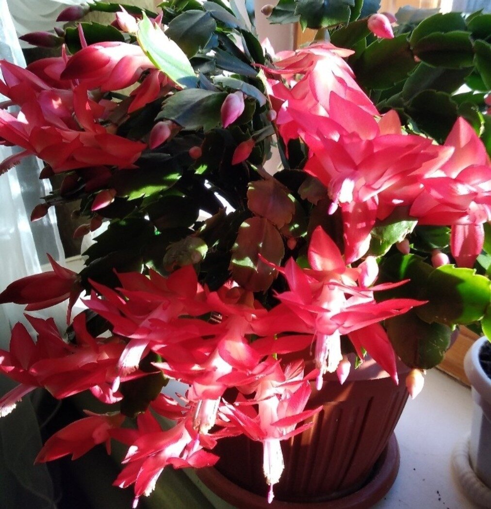 Гульфинур Гилязова Республика Марий Эл