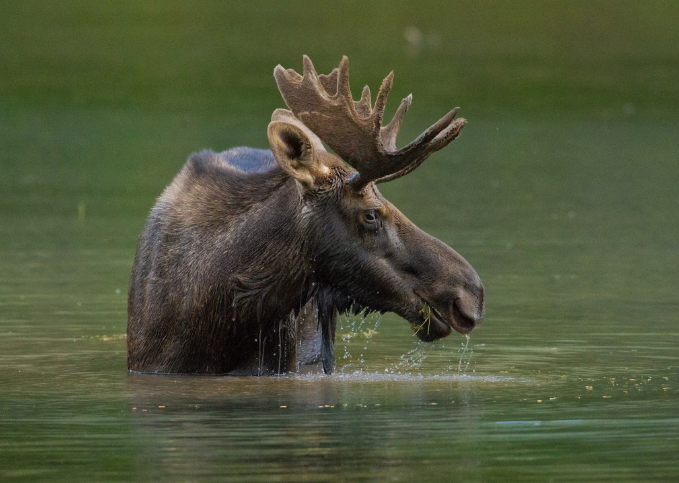 Лось поедает водную растительность. Из источников в свободном доступе