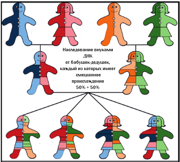 Генетика национальность. Тест на этническую принадлежность. Результаты ДНК теста на Национальность. Генетический тест на Национальность пример. Тест ДНК на этническую принадлежность.