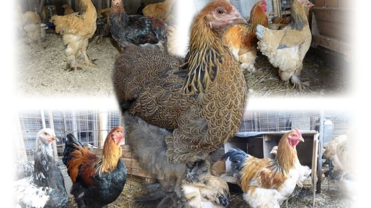 Куры породы Брама