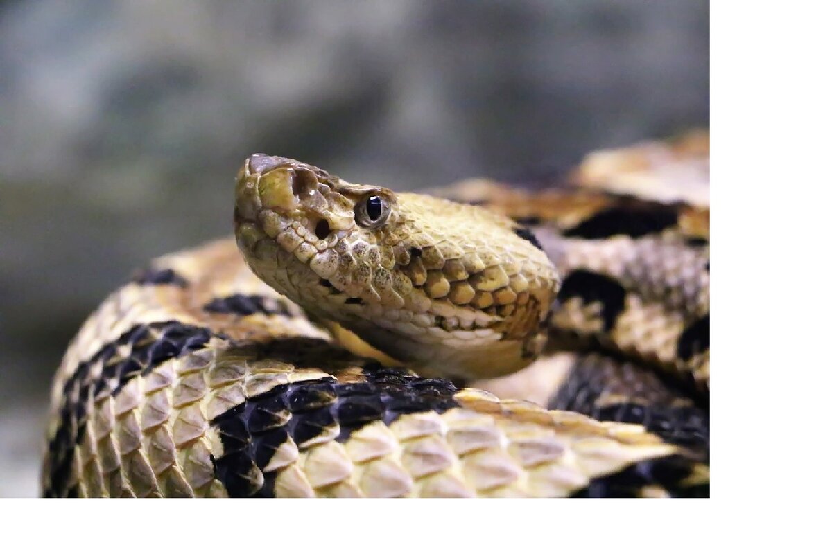 ...благодаря способности видеть инфракрасное излучение, гремучая змея распознаёт свою добычу  или своего врага даже в темноте. Гремучая змея-представительница подвида гадюки-способна очень быстро различить даже самые незначительные перепады температуры, составляющие всего 0,0003 градуса Цельсия. Это возможно благодаря высокочувствительному "ямчатому" органу. С помощью этого органа гремучая змея видит "картинку" примерно так же, как она отображается на дисплее современных тепловизоров.... 