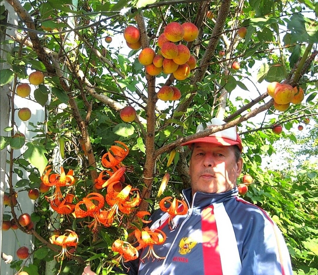 На фото я =)) абрикосу 20 лет. Плодоносит с 3его года!!! 