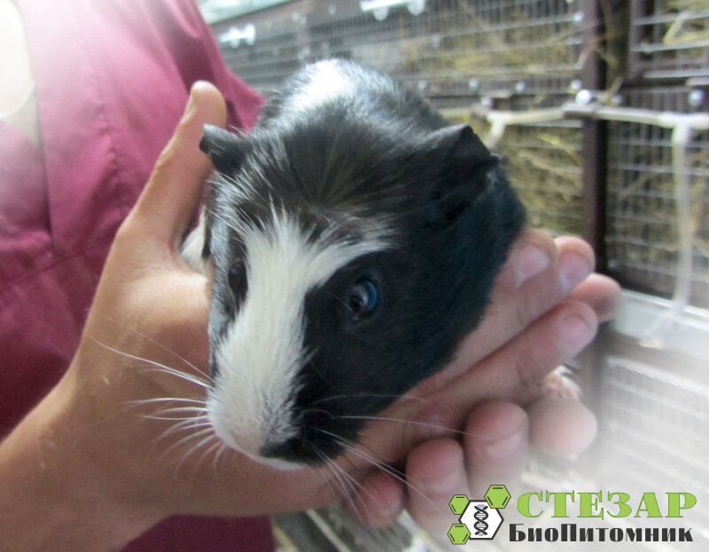 Лабораторные животные БиоПитомника СТЕЗАР / Фото с нашего сайта www.biopitomnik.ru