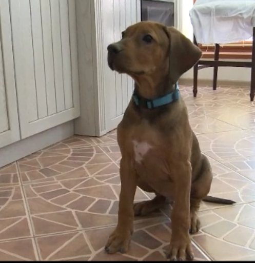 Воспитание и социализация щенка