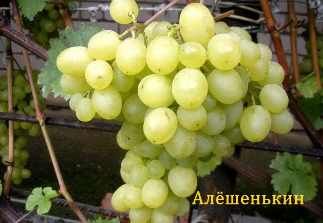 Виноград Алёшенькин — любимец Сибиряков. Ранний, надёжный, очень урожайный, проверенный временем сорт(но не самый вкусный). На югах о нём знают мало.