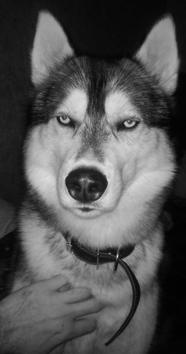 Мой пёс Бэст. Порода "Сибирский хаски"