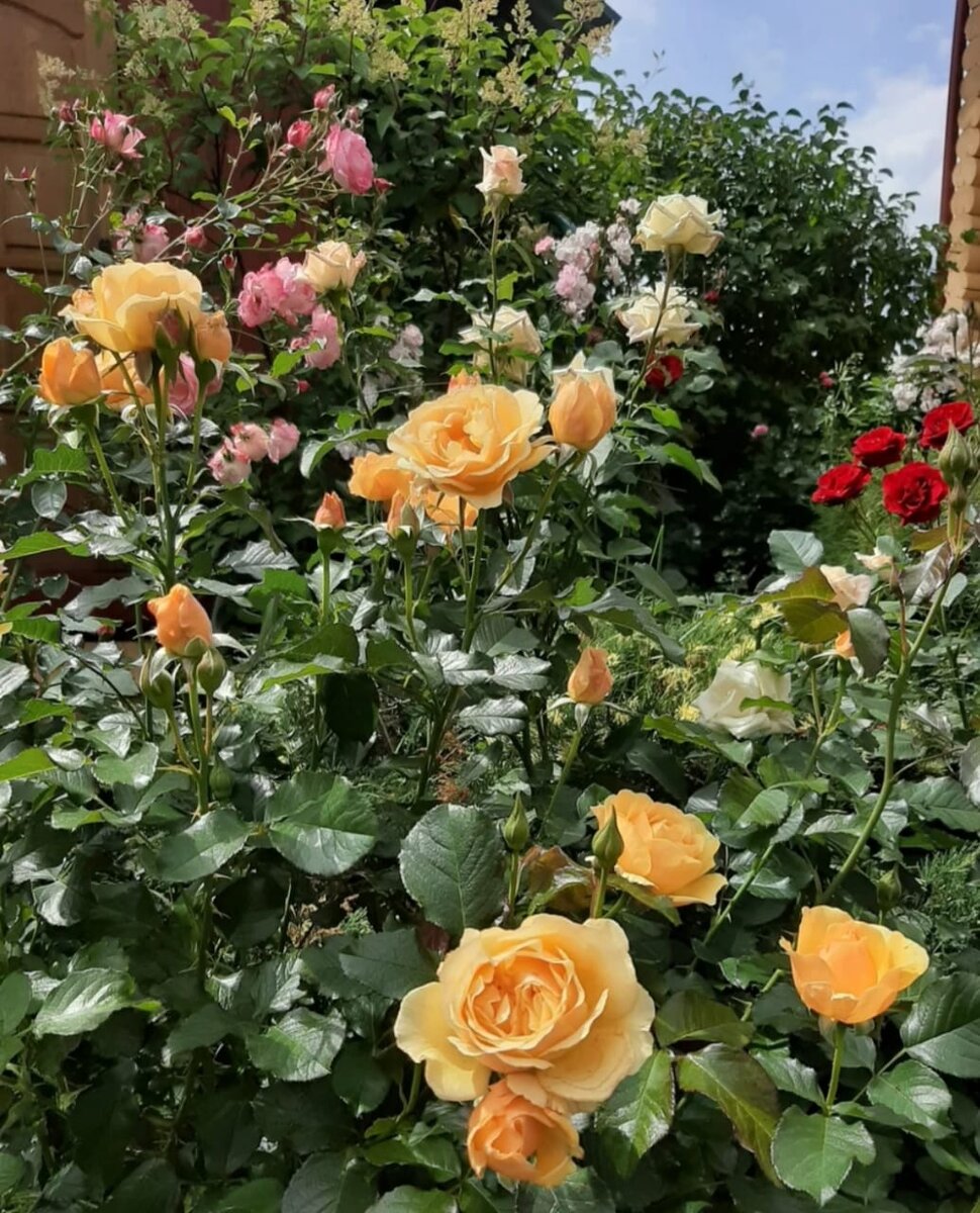 На первом плане - Эмбер Куин (флорибунда). Перевод названия: Янтарная Королева.