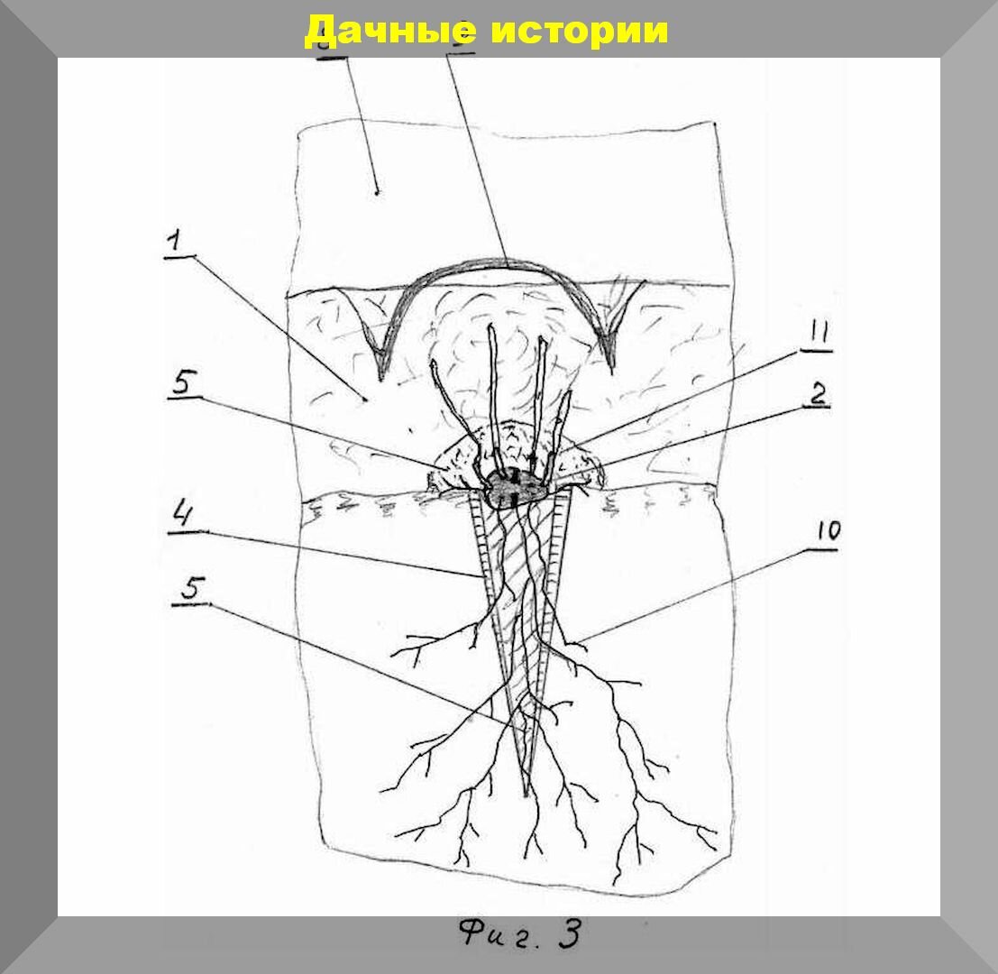 Круглогодичная (даже зимняя) посадка и выращивание картофеля.  Запатентованный способ | Дачные истории | Дзен