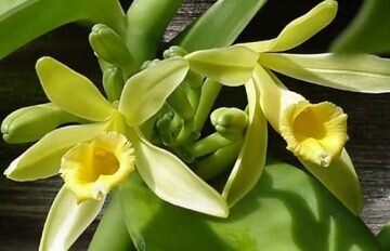 Цветок ванили