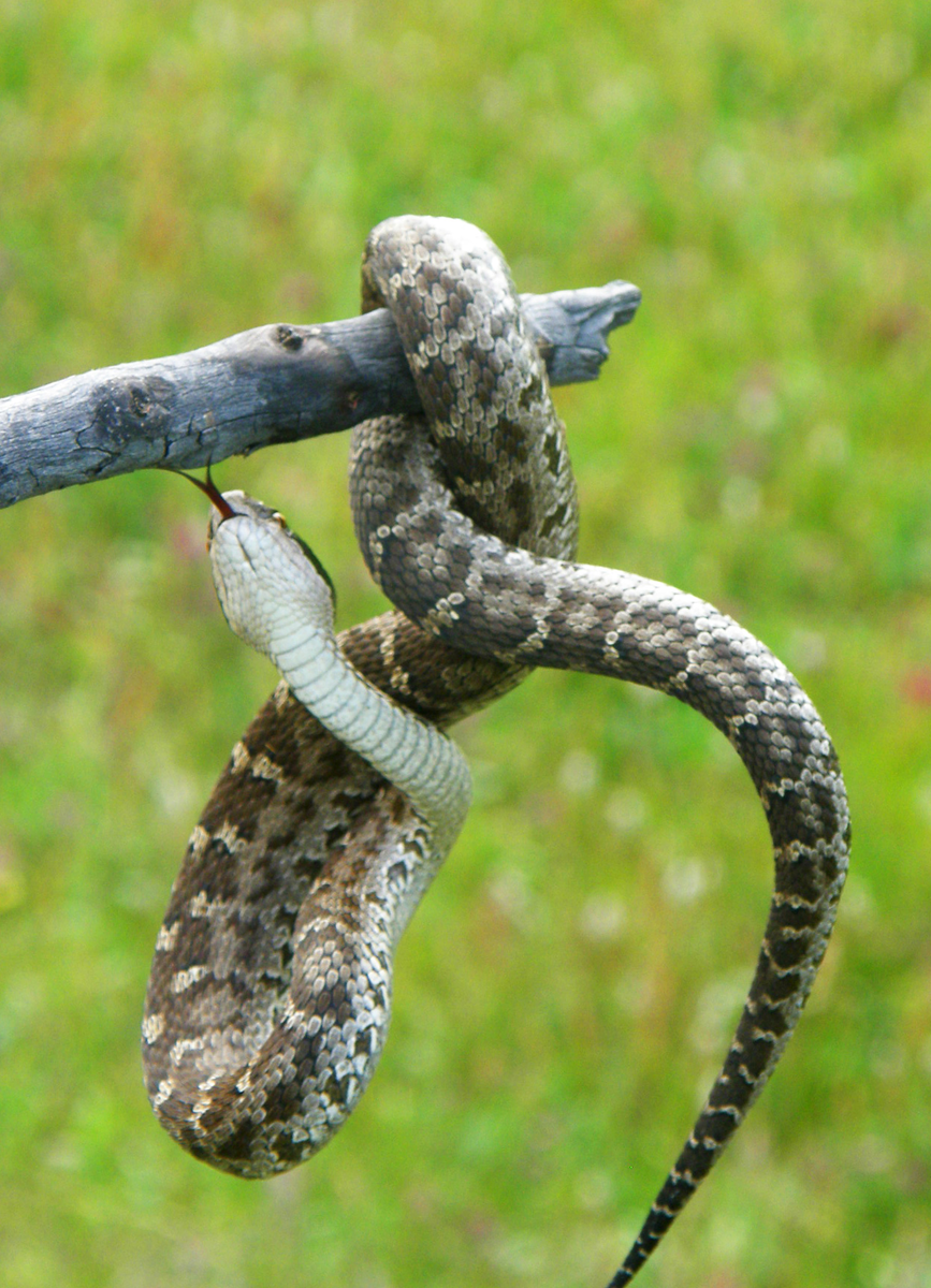 Snake на русском. Щитомордник змея Дальневосточный. Гадюка щитомордник. Змея Уссурийский щитомордник. Обыкновенный щитомордник змея.