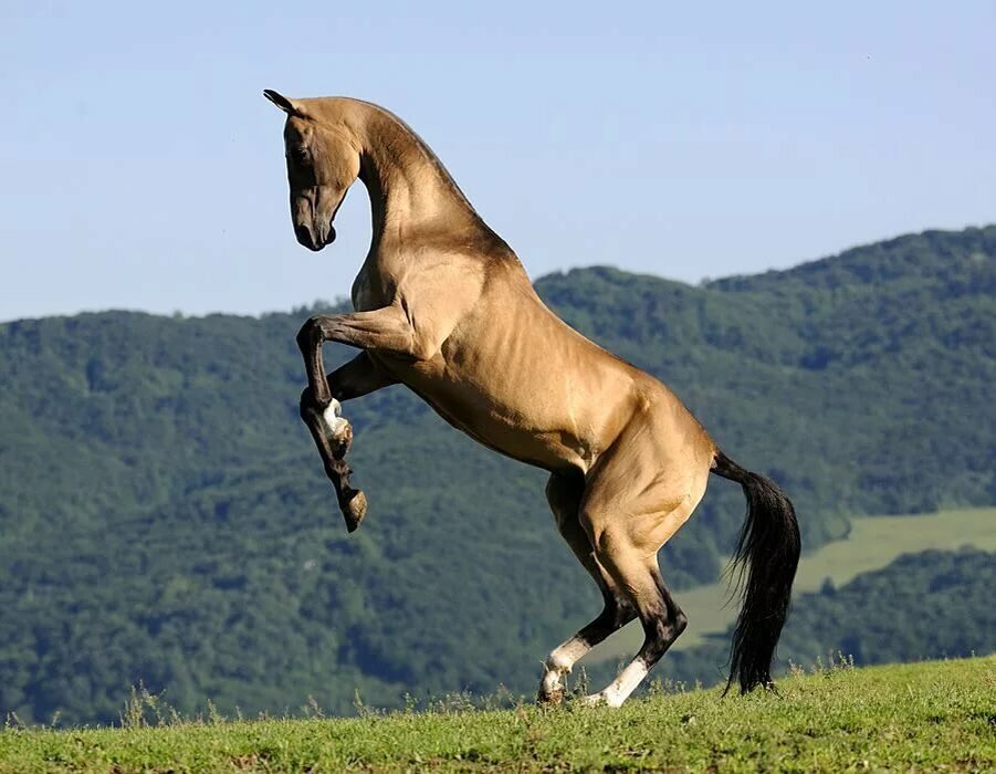 Конь на этом фото похож на Гурзуфа 