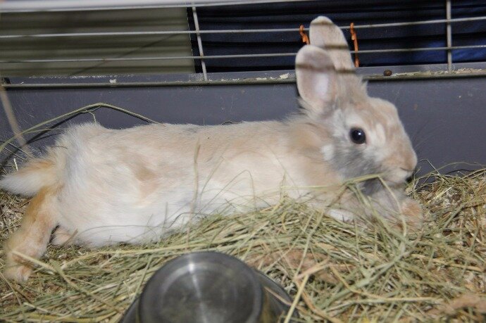 Контактный зоопарк «Теремок»