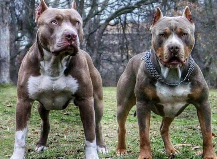 2. Американский бандог