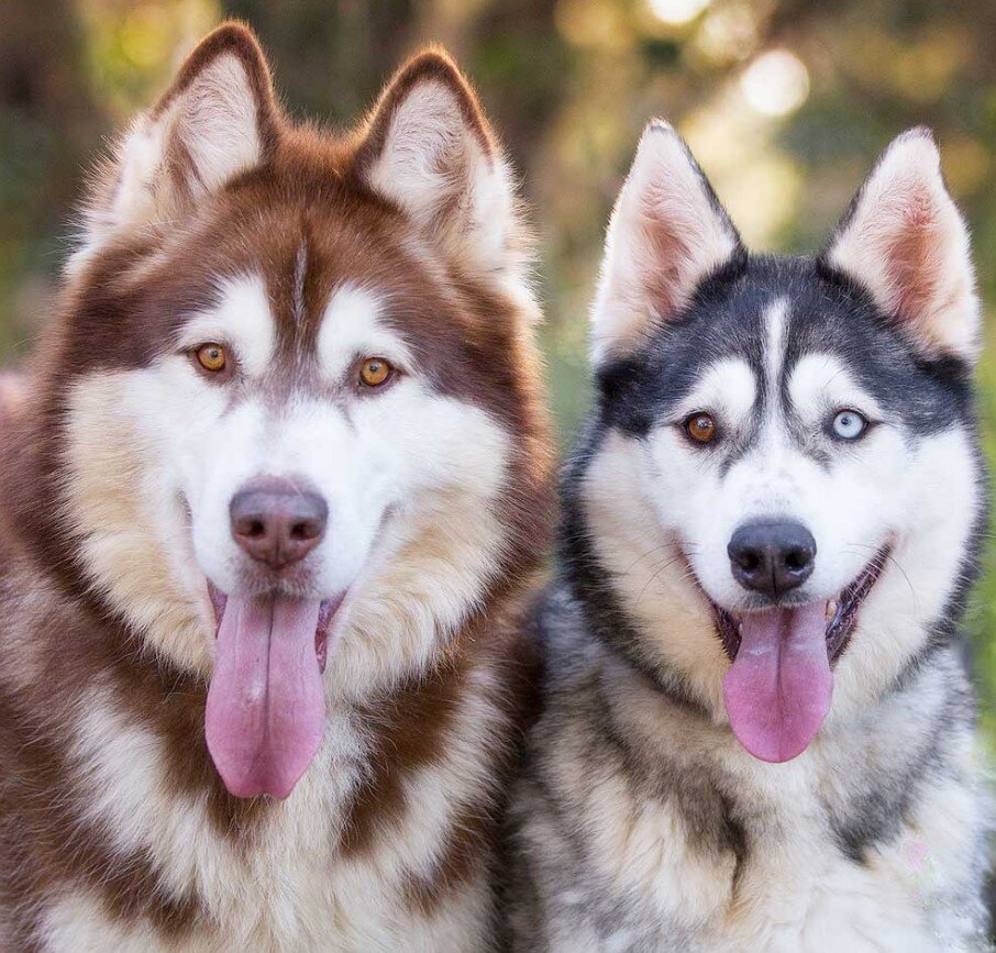 Аляскинский маламут (Alaskan Malamute) - описание породы, фото, отзывы владельцев