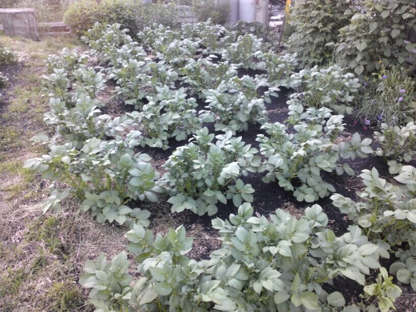 Моя картошка