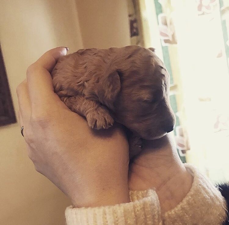 Собаке 8 дней от роду. Карликовый пудель.