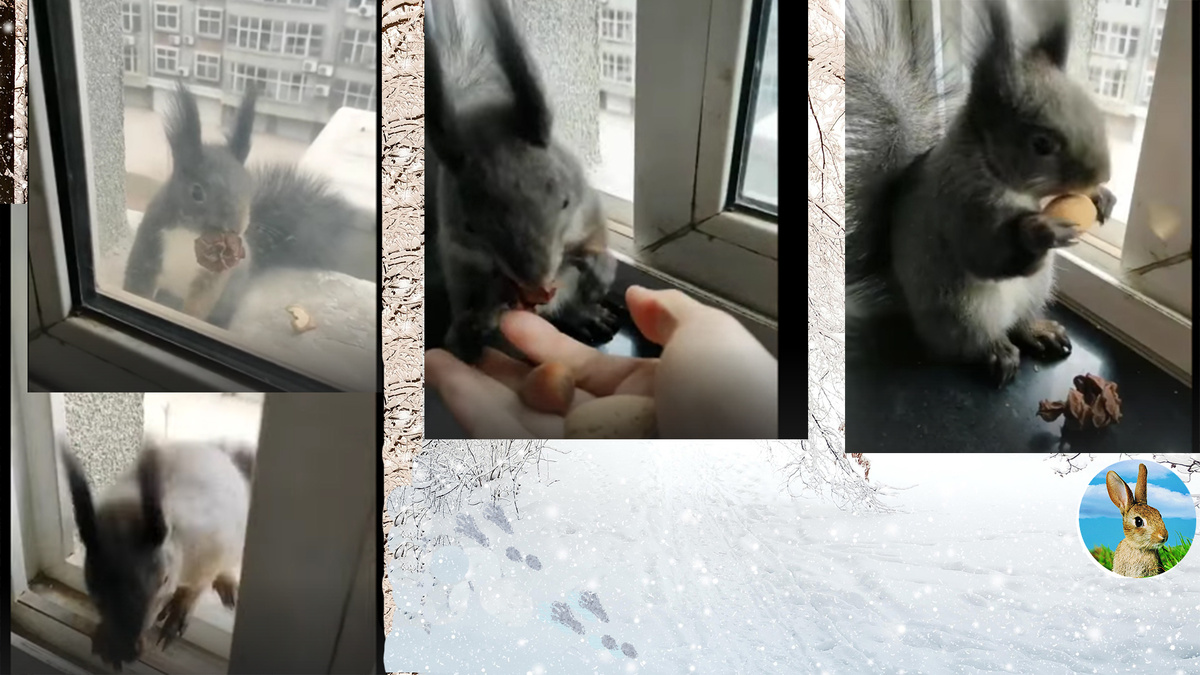 Белочка приносит шишку в обмен на орехи.