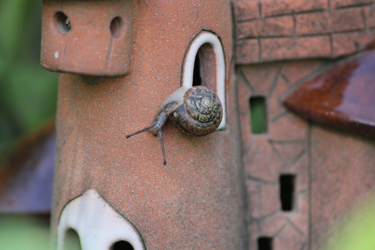 Фото автора | Беззаботная улитка