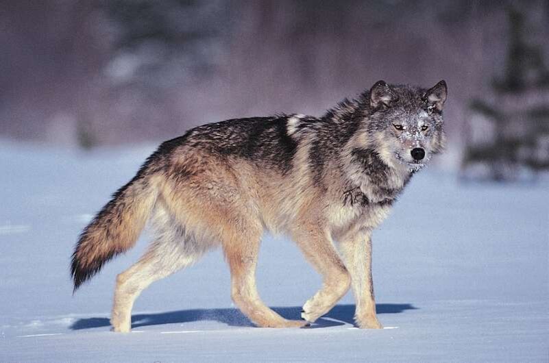 Серый волк ( Canis lupus ).