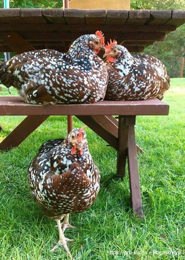 Идеальные условия содержания кур
