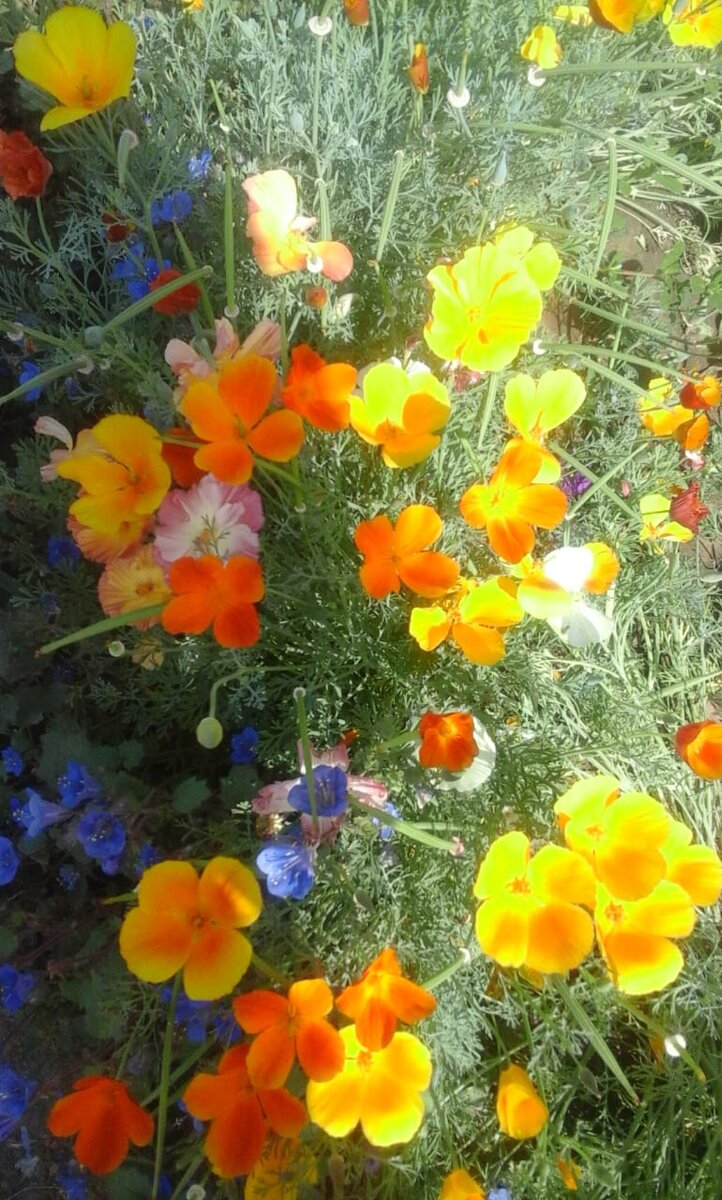 Эшшольция и фацелия, посеянные на снег. Фото автора