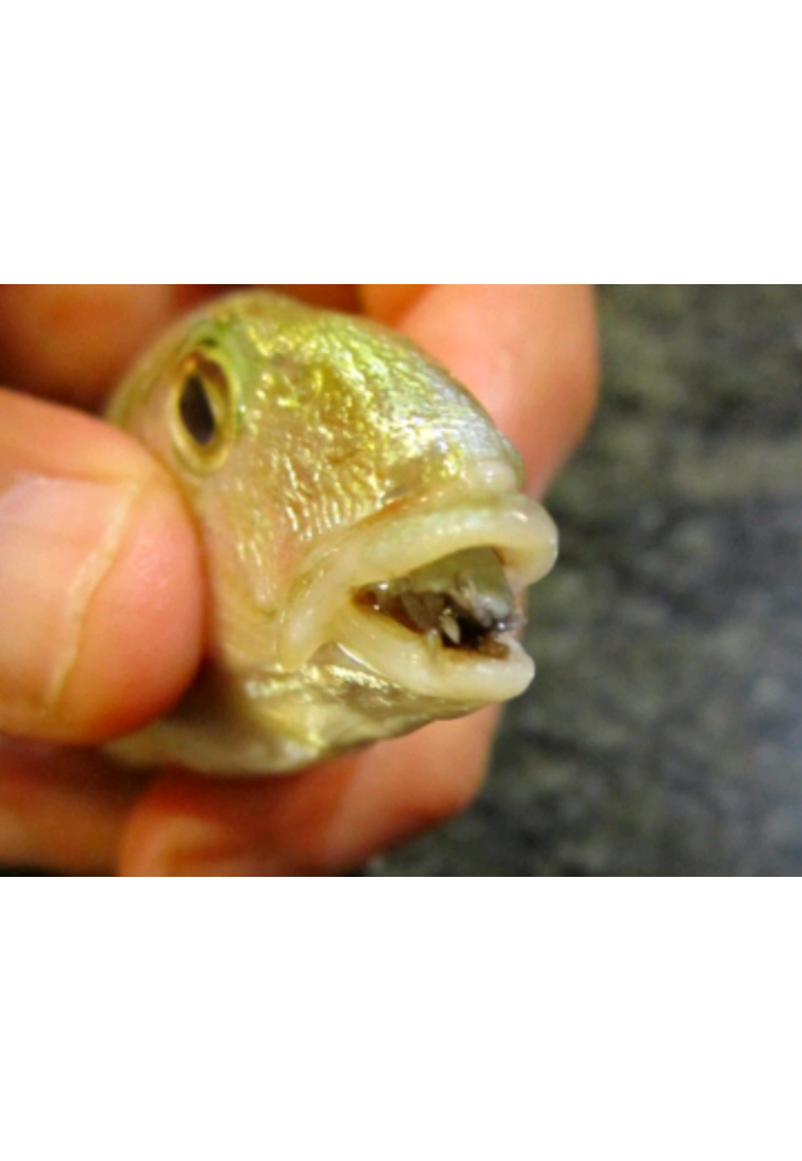 Паразитические рачки ведут весьма странный образ жизни и домом для себя выбирают рыбий рот. В организм хозяина рачок проникает через жабры или напрямую через открытый рот, после чего маленькими коготками закрепляется на языке. Вскоре язык полностью атрофируется, так как рачок высасывает из него кровь. Это позволяет паразиту закрепиться на оставшейся культе и полностью заменить собой язык рыбы-хозяина. Рачок и рыба могут сосуществовать долгое время, так как паразит не только получает питательные вещества от носителя, но и выполняет функции языка. Правда, если рачок вырастет достаточно большим, он перекроет доступ в пищевод, и рыба умрёт от голода. Внешне симбиоз выглядит специфически: рыба с открытым ртом, из которого выглядывает «язык» с парой глаз-точек чёрного цвета.