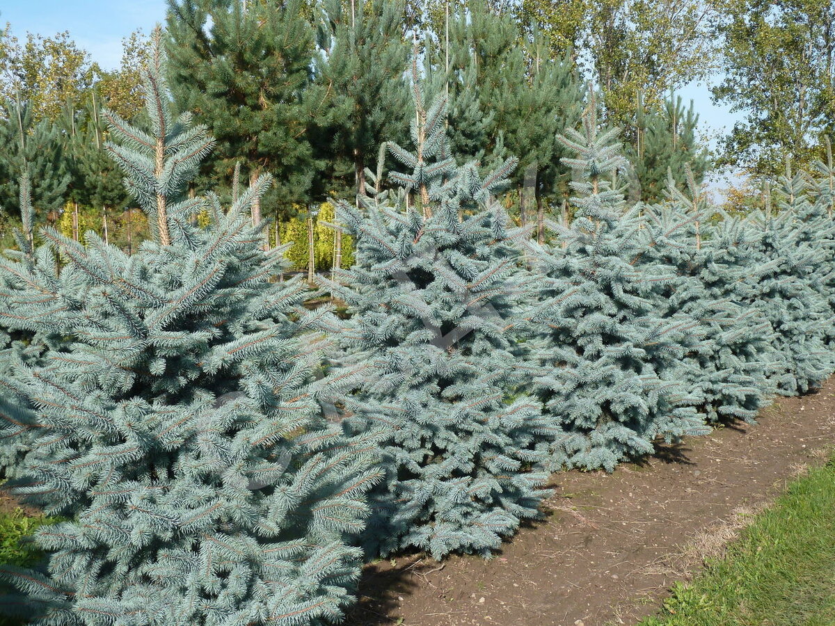 Ель колючая ф. сизая (Picea pungens f. glauca) - отличается симметричной пирамидальной кроной и голубовато-зелёной хвоей. Дерево высотой до 15-20ми диаметром кроны до 5-7 м. Используется для создания крупных массивов, небольших куртин, для одиночных посадок и аллей. Рекомендуется для озеленения парадных мест, акцентов древесных групп и сложных многопородных массивов, стриженых живых изгородей, в качестве солитера.