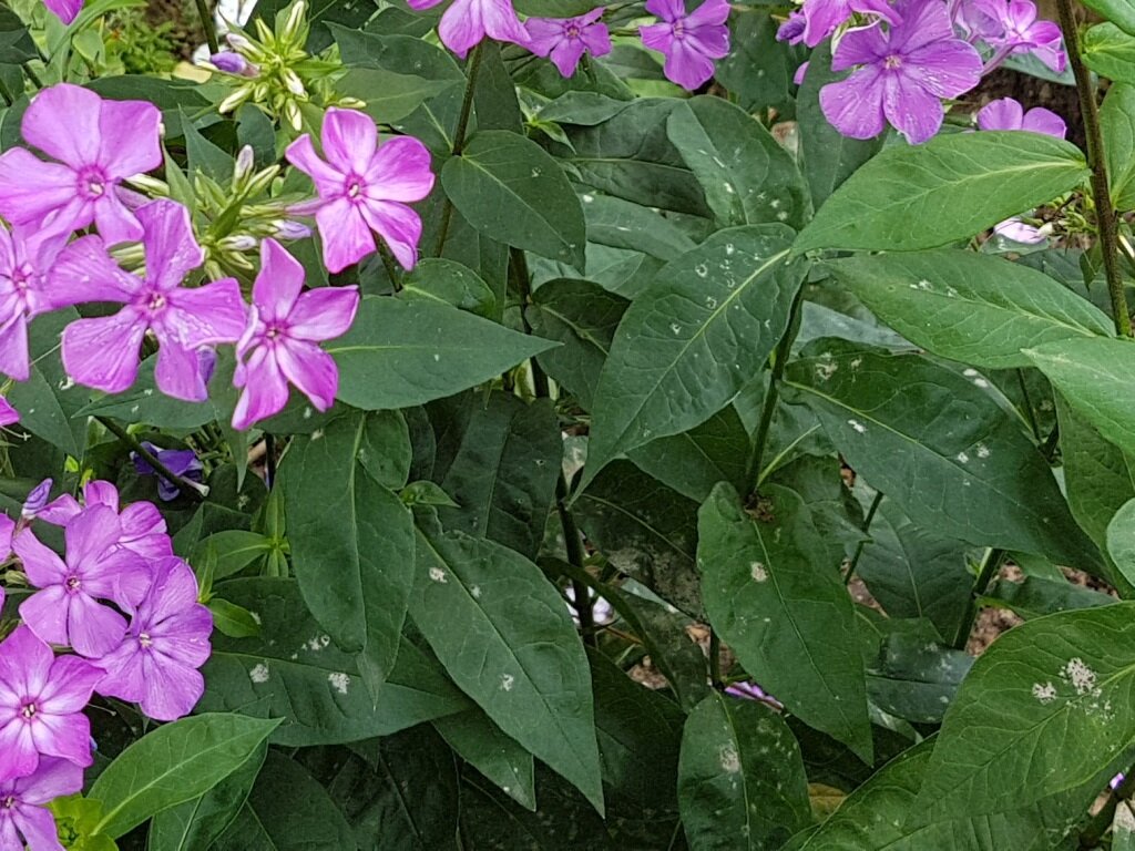 Болезни у флоксов фото и названия