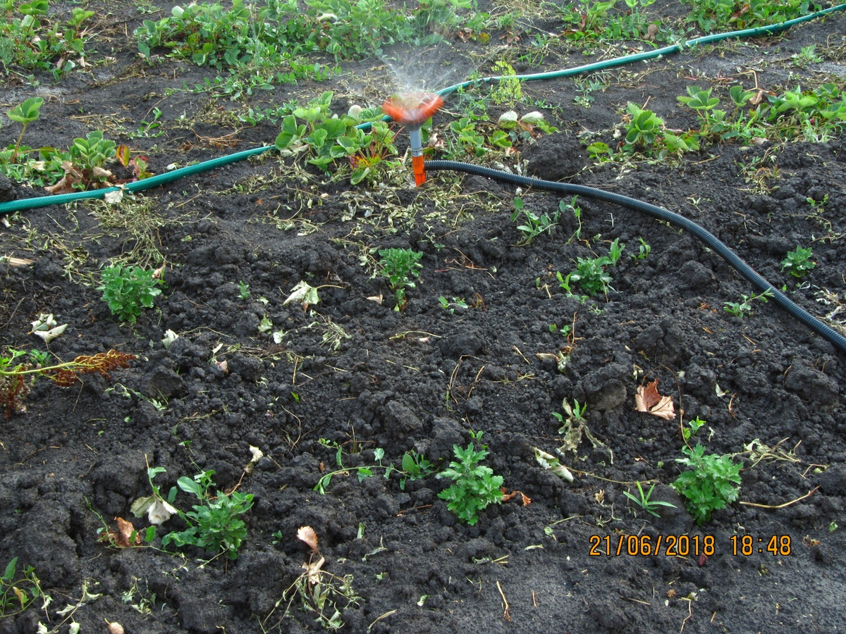 поливаю посадку мультифлоры и клубнику заодно